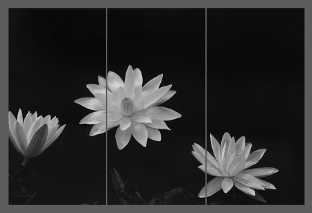 Water Lilies Water Lilies