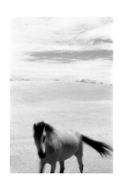 Island Horse