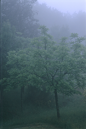 Trees In Fog